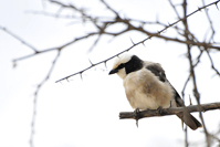 Eurocephalus ruppelli